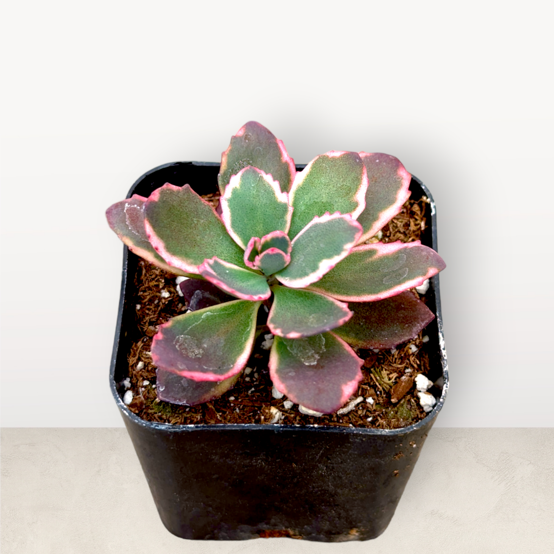SunSparkler® Sedum 'Dream Dazzler'