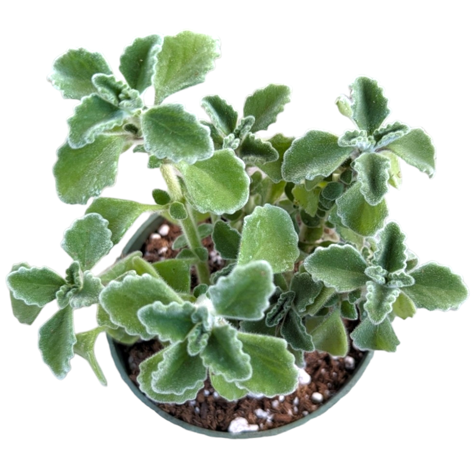 Plectranthus amboinicus - Comfort Plant, Cuban Oregano