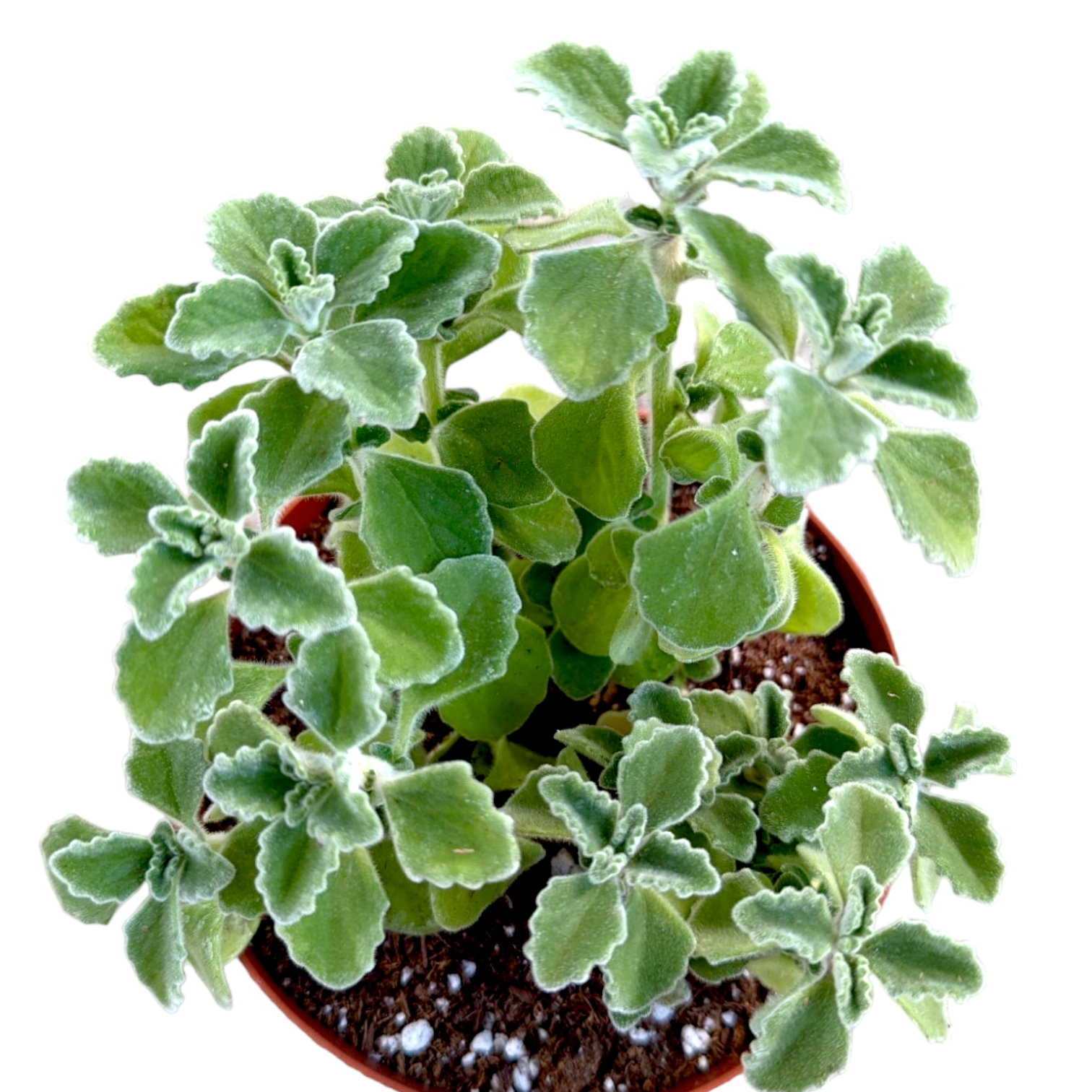 Plectranthus amboinicus - Comfort Plant, Cuban Oregano