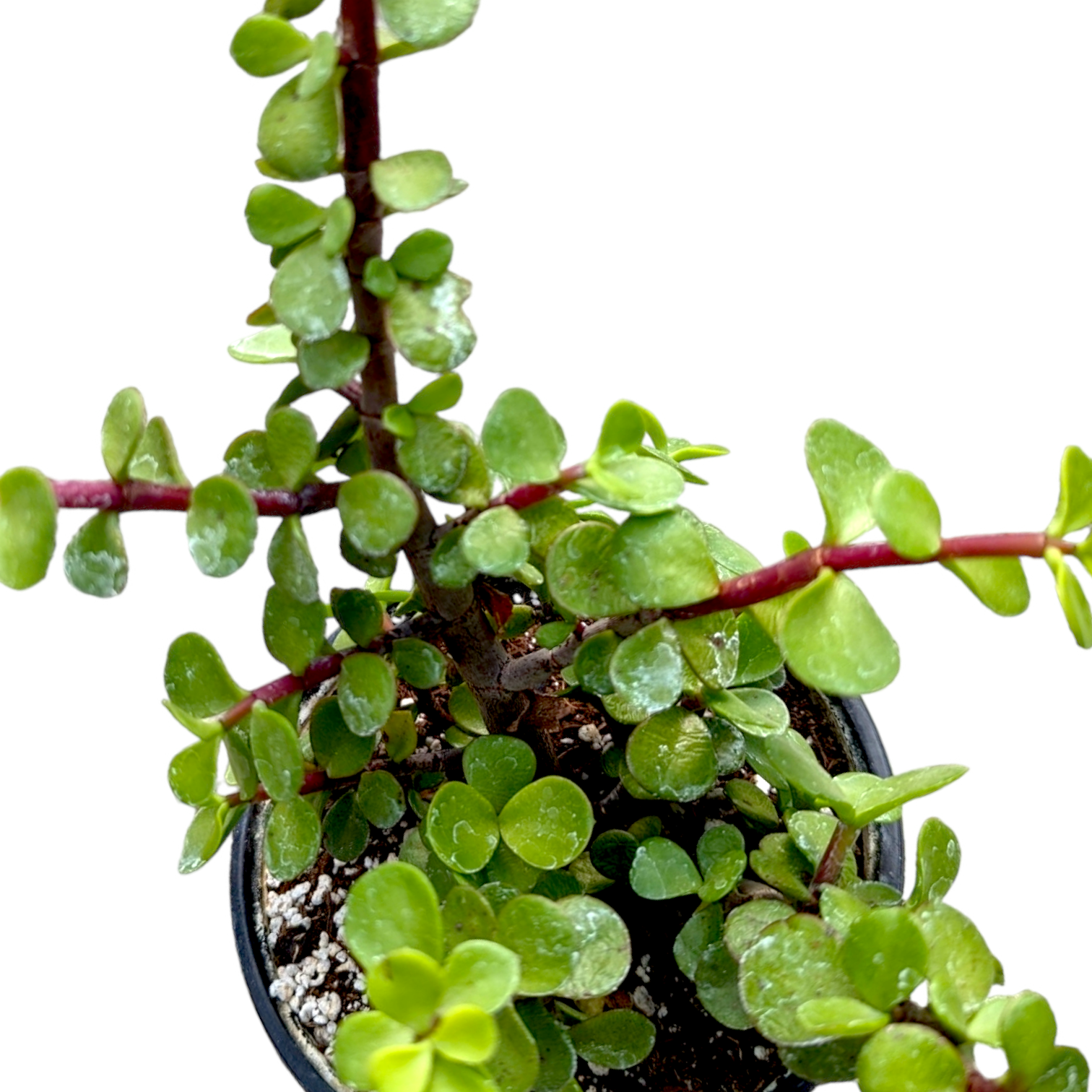 Portulacaria afra 'Elephant Bush' - Succulents Depot