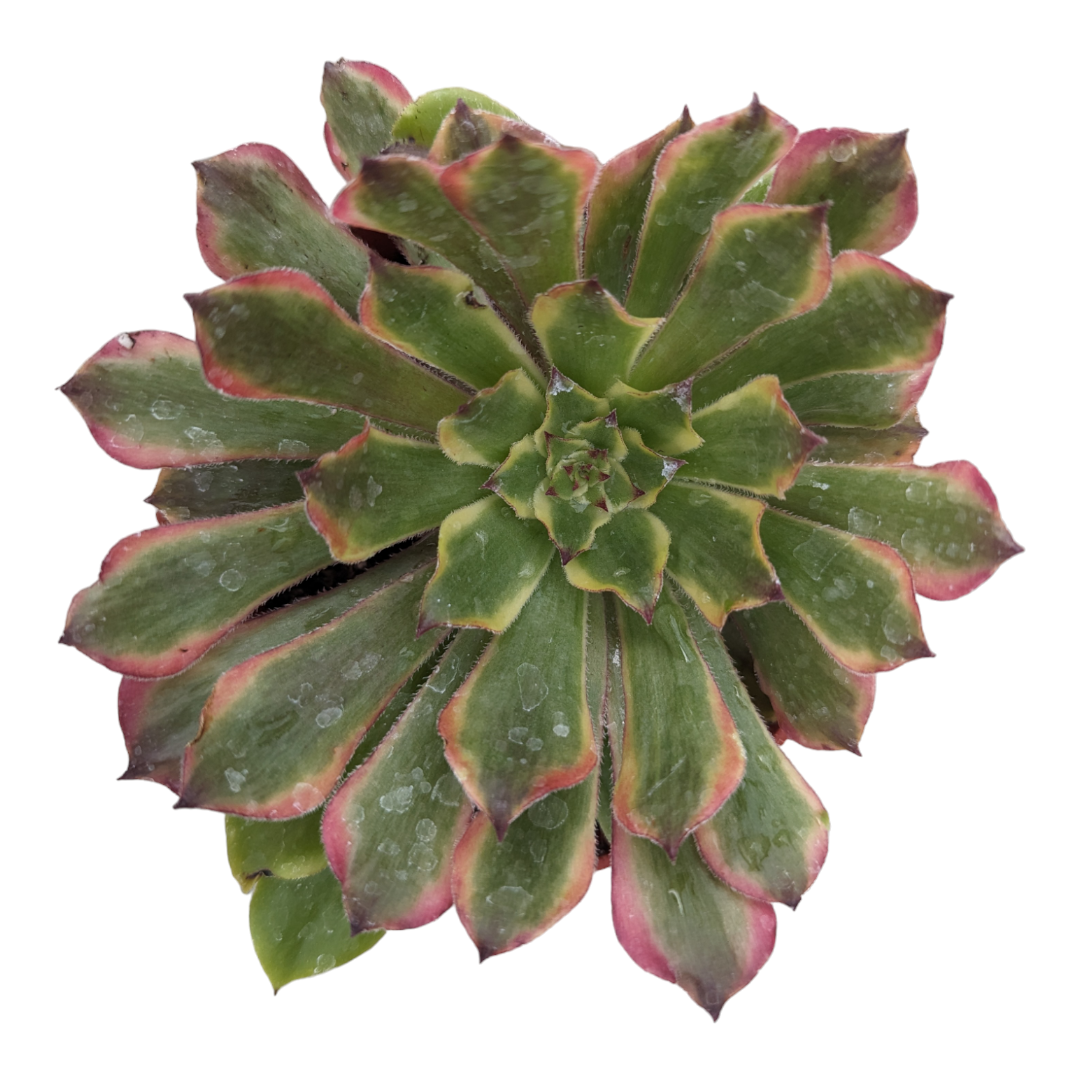 Aeonium 'Venus' Variegata