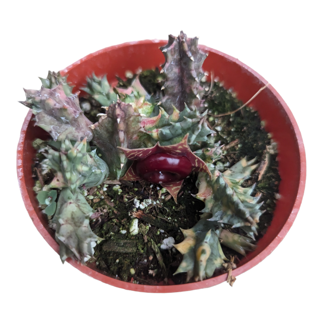 Huernia Zebrina Stapelia 'Life Saver Plant' with star-like maroon flower.