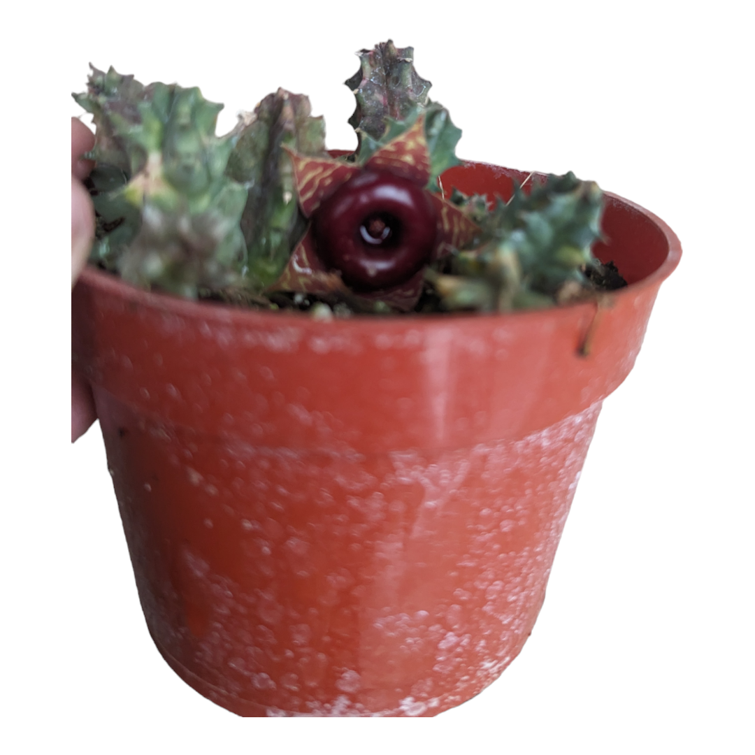 Huernia Zebrina Stapelia 'Life Saver Plant' Variegata in pot.