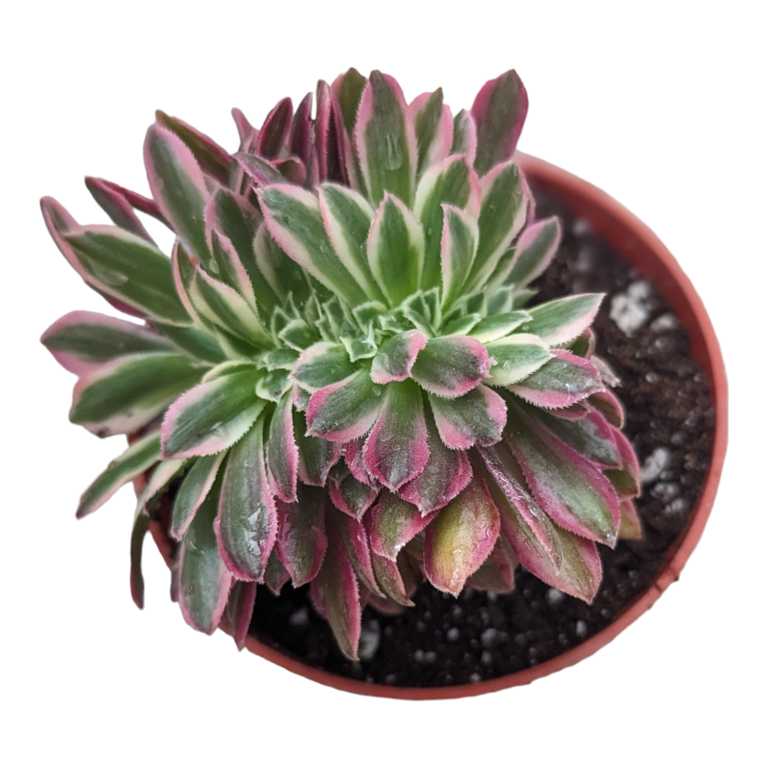 Aeonium Pink Witch Crest