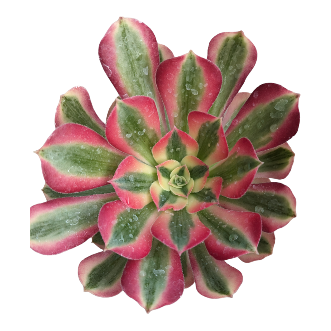 Aeonium Canary