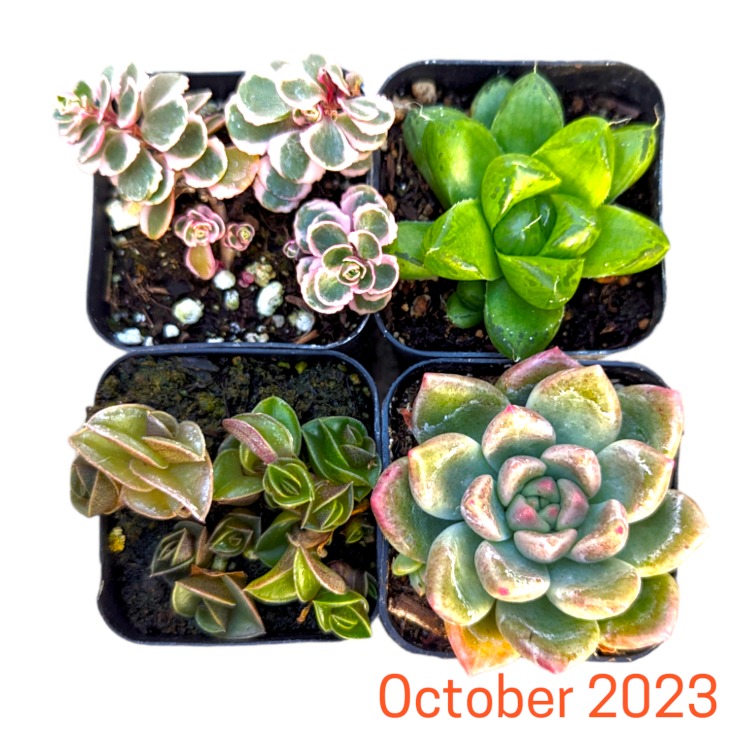 Monthly Subscription Box