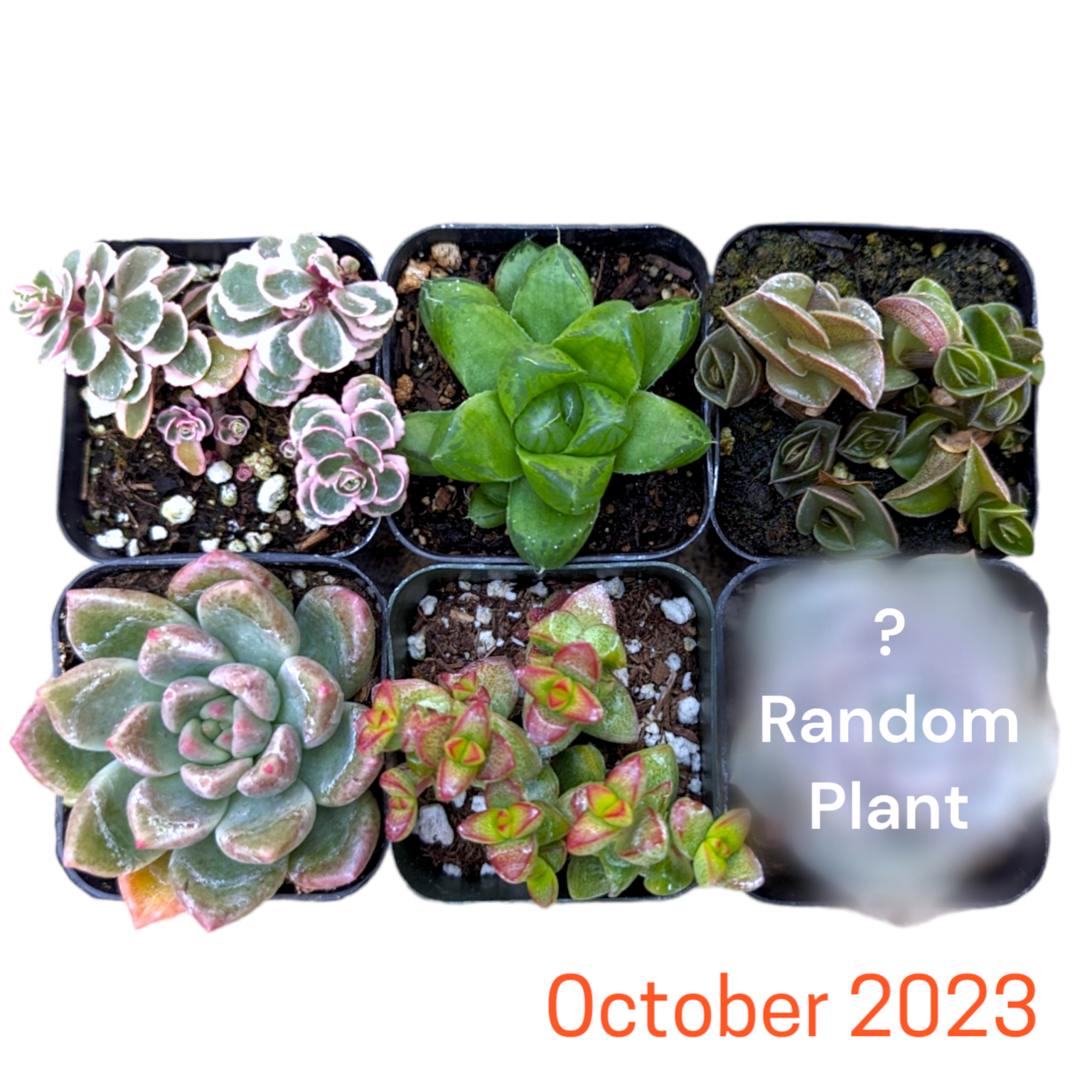 Monthly Subscription Box
