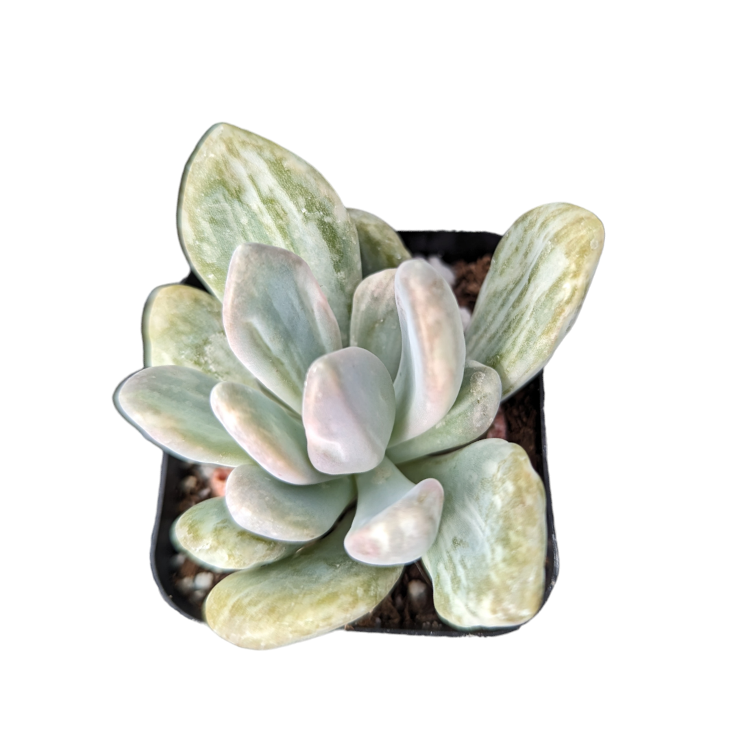 Pachyveria Variegata