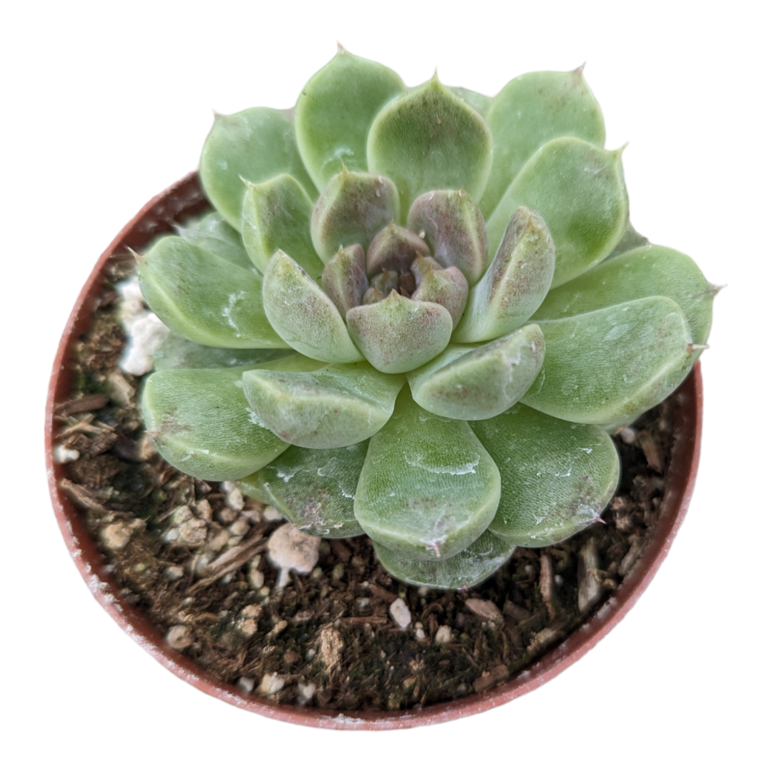 Echeveria Grape Ice