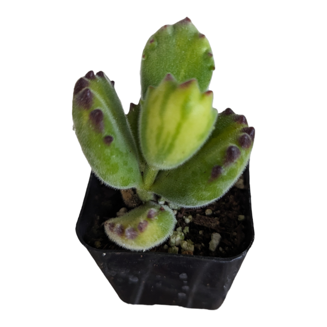 Cotyledon tomentosa Yellow Variegated Bear's Paw