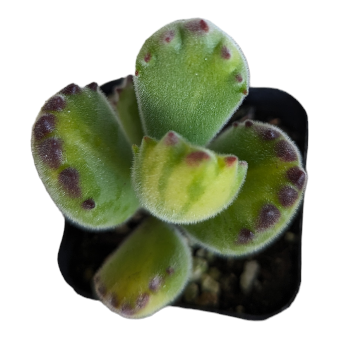bear paw succulent singapore Cotyledon tomentosa Yellow Variegated Bear's Paw -