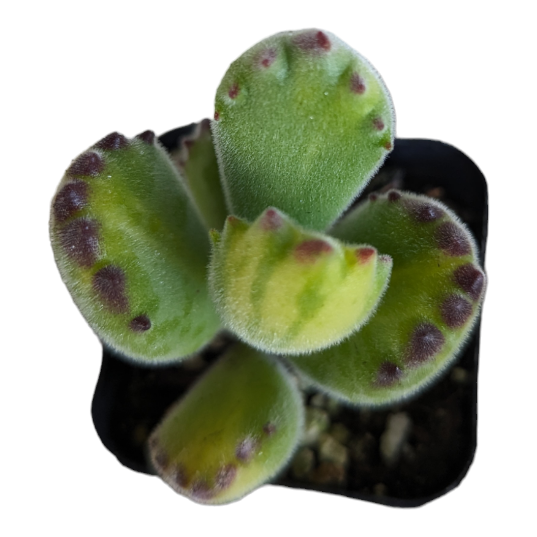 Cotyledon tomentosa Yellow Variegated Bear's Paw