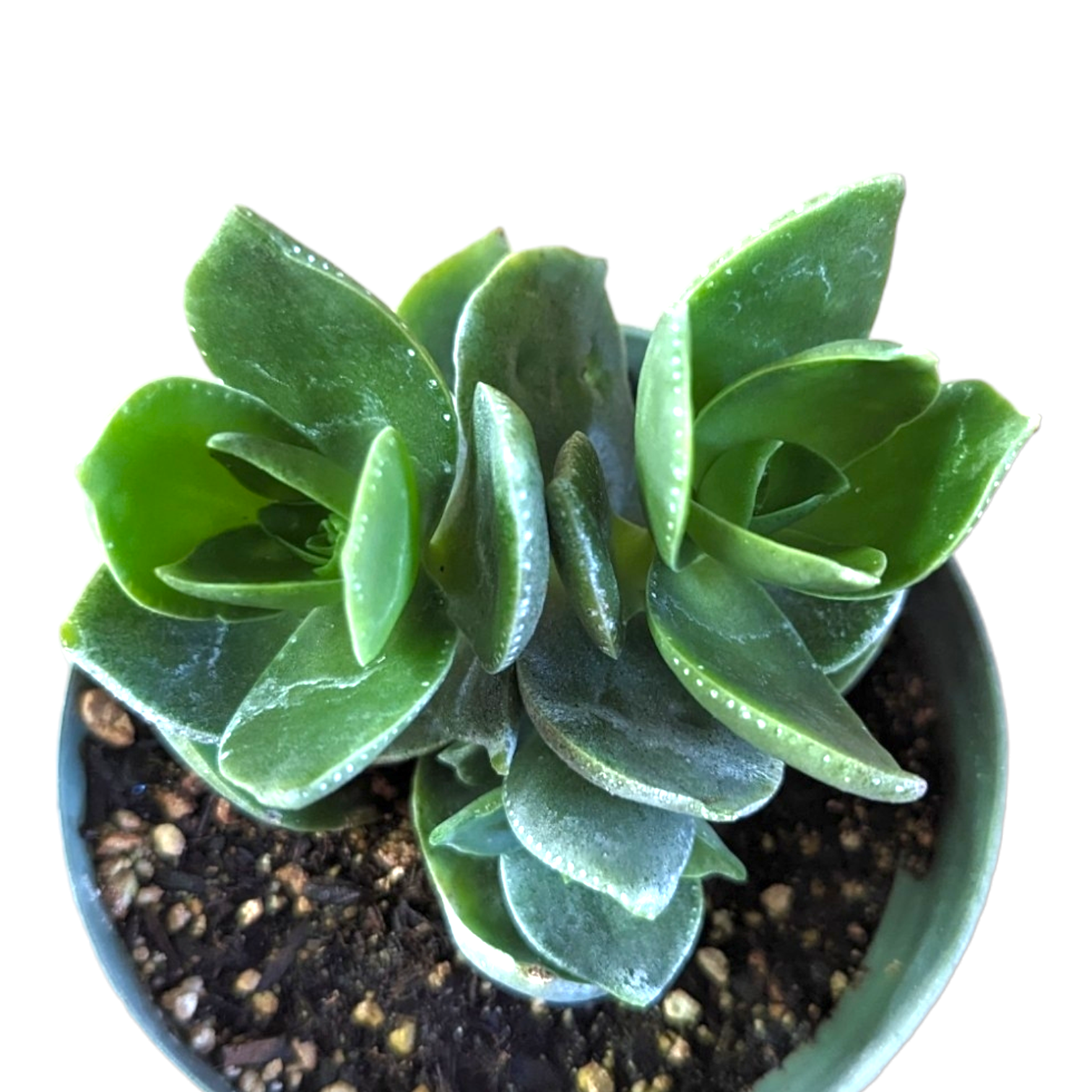 Crassula lactea - Succulents Depot