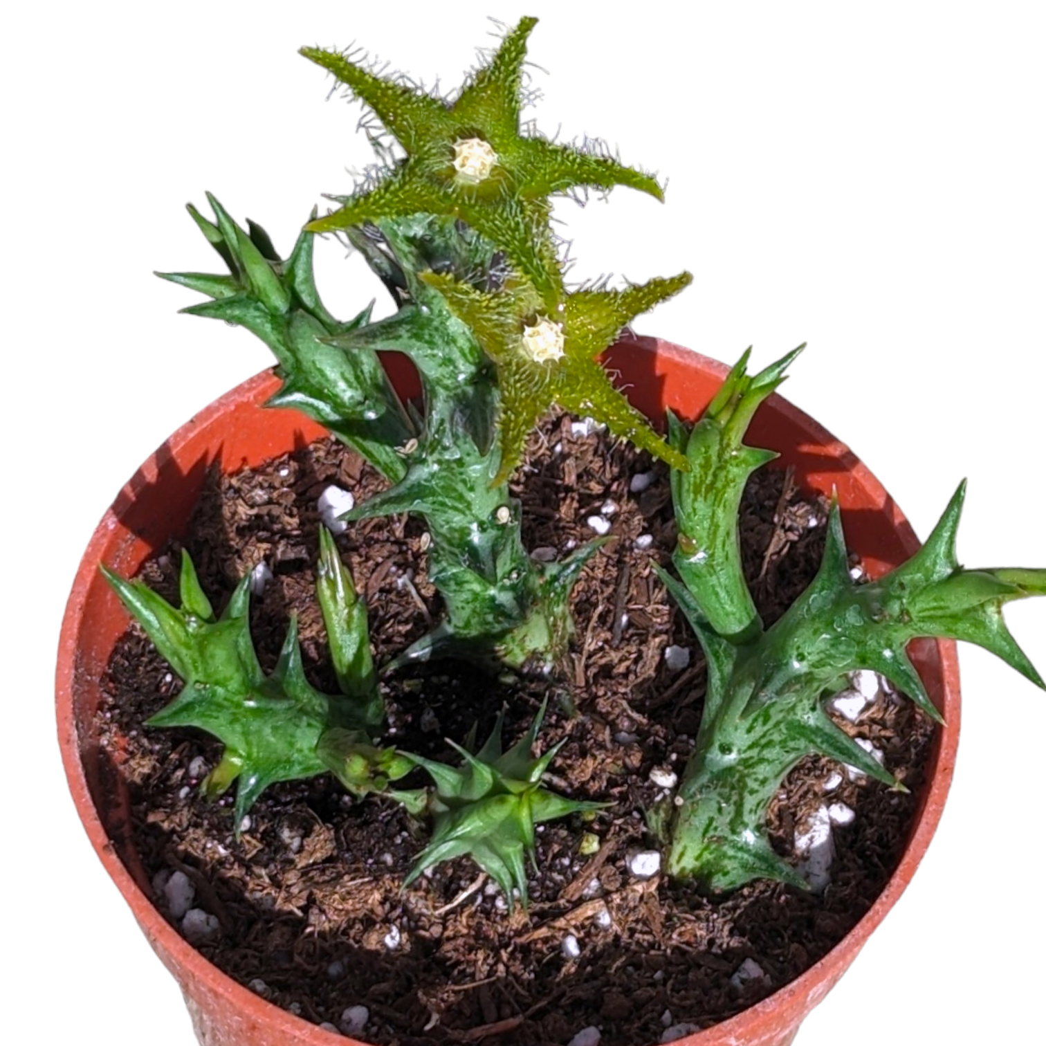 orbea succulent Orbea dummeri -