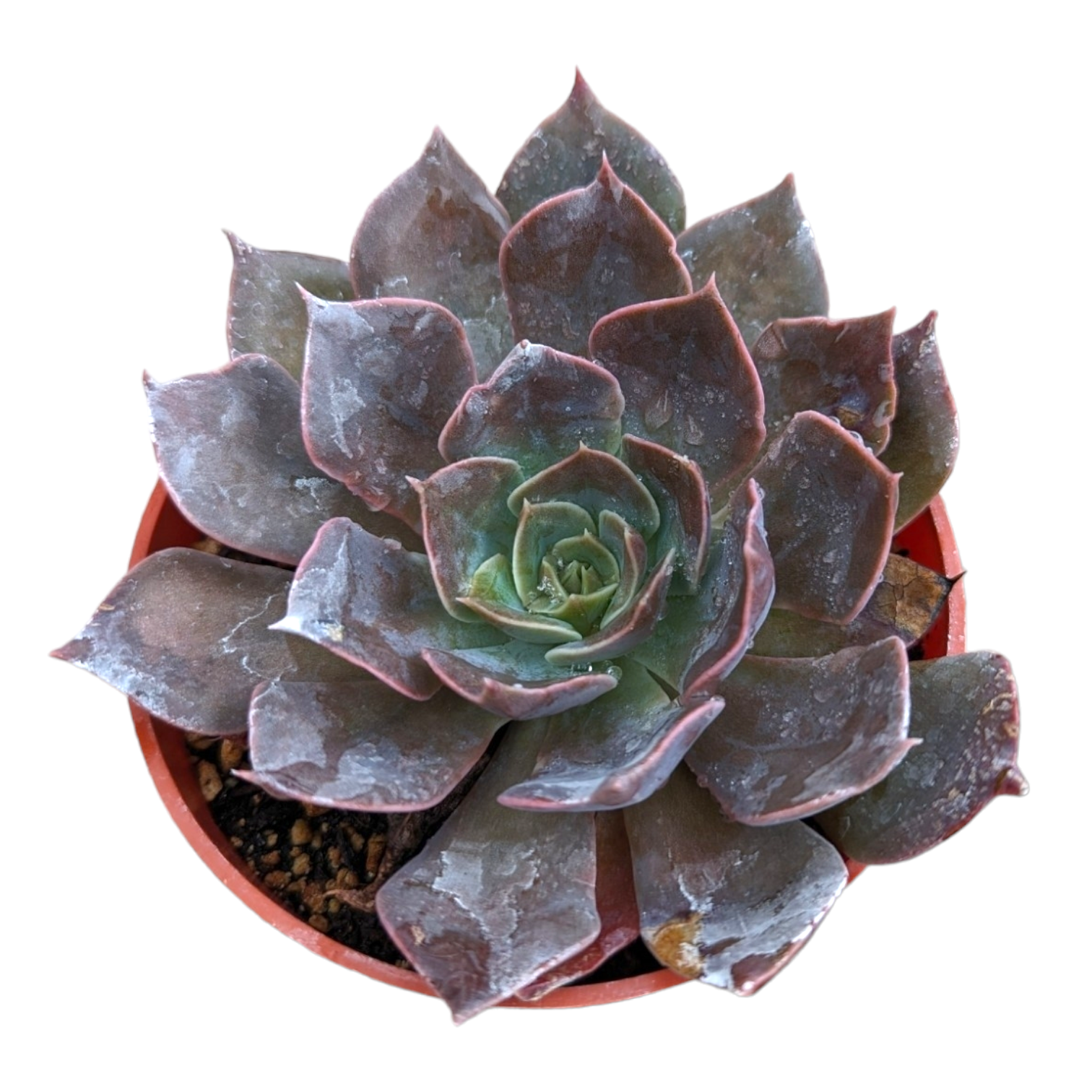 dark succulents small Echeveria 'Dark Moon'