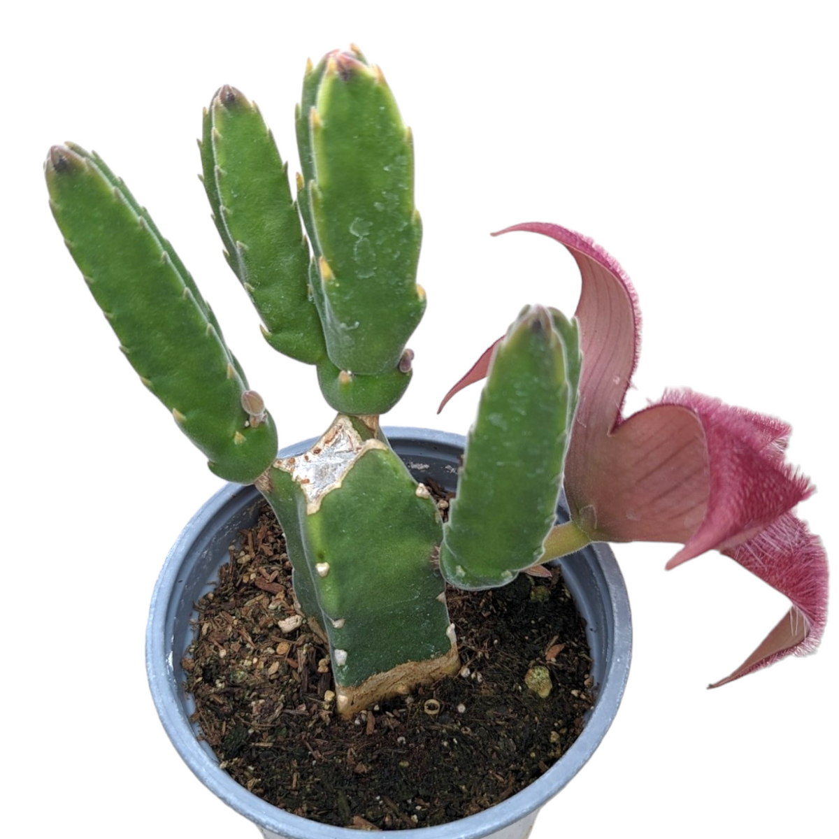 Stapelia grandiflora