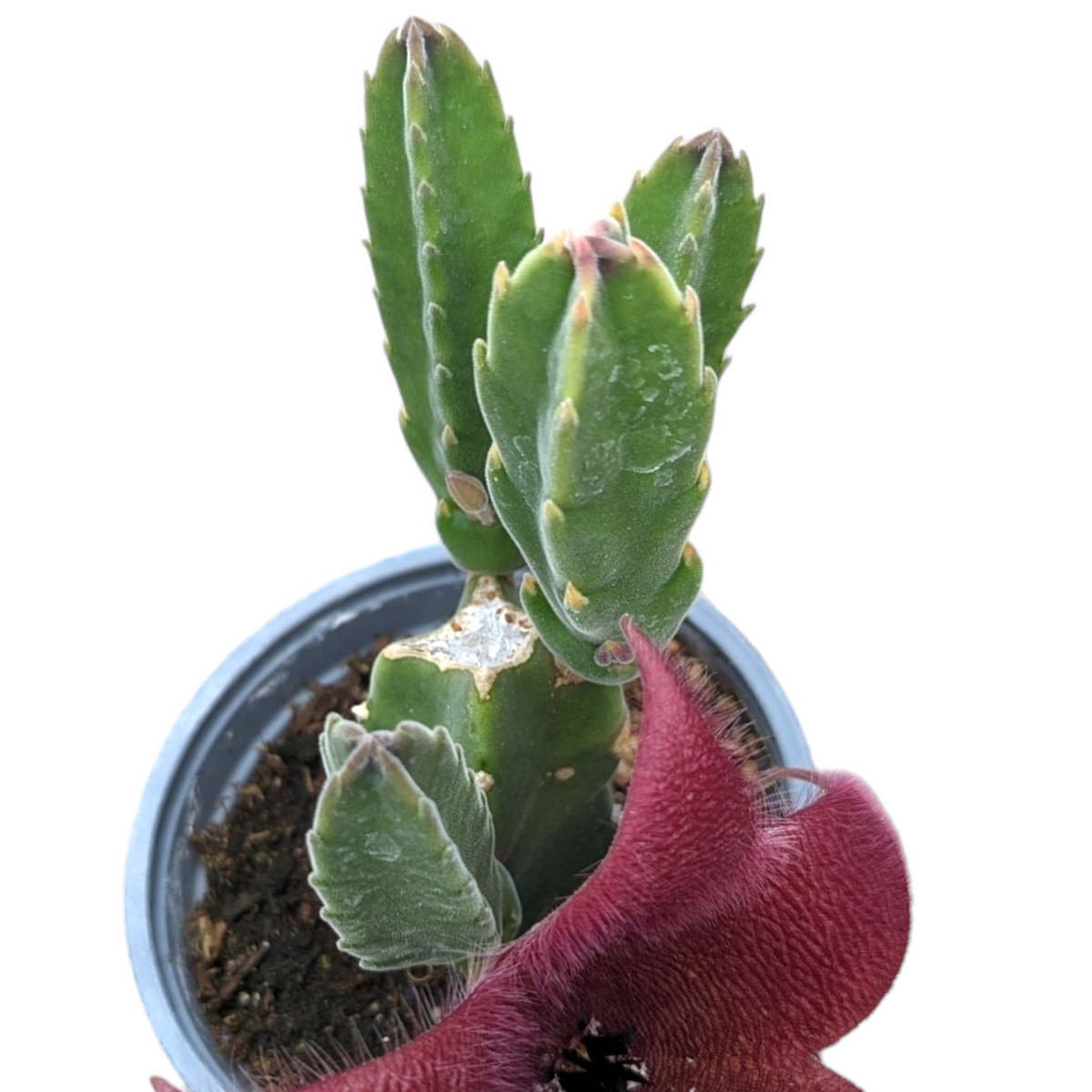Stapelia grandiflora