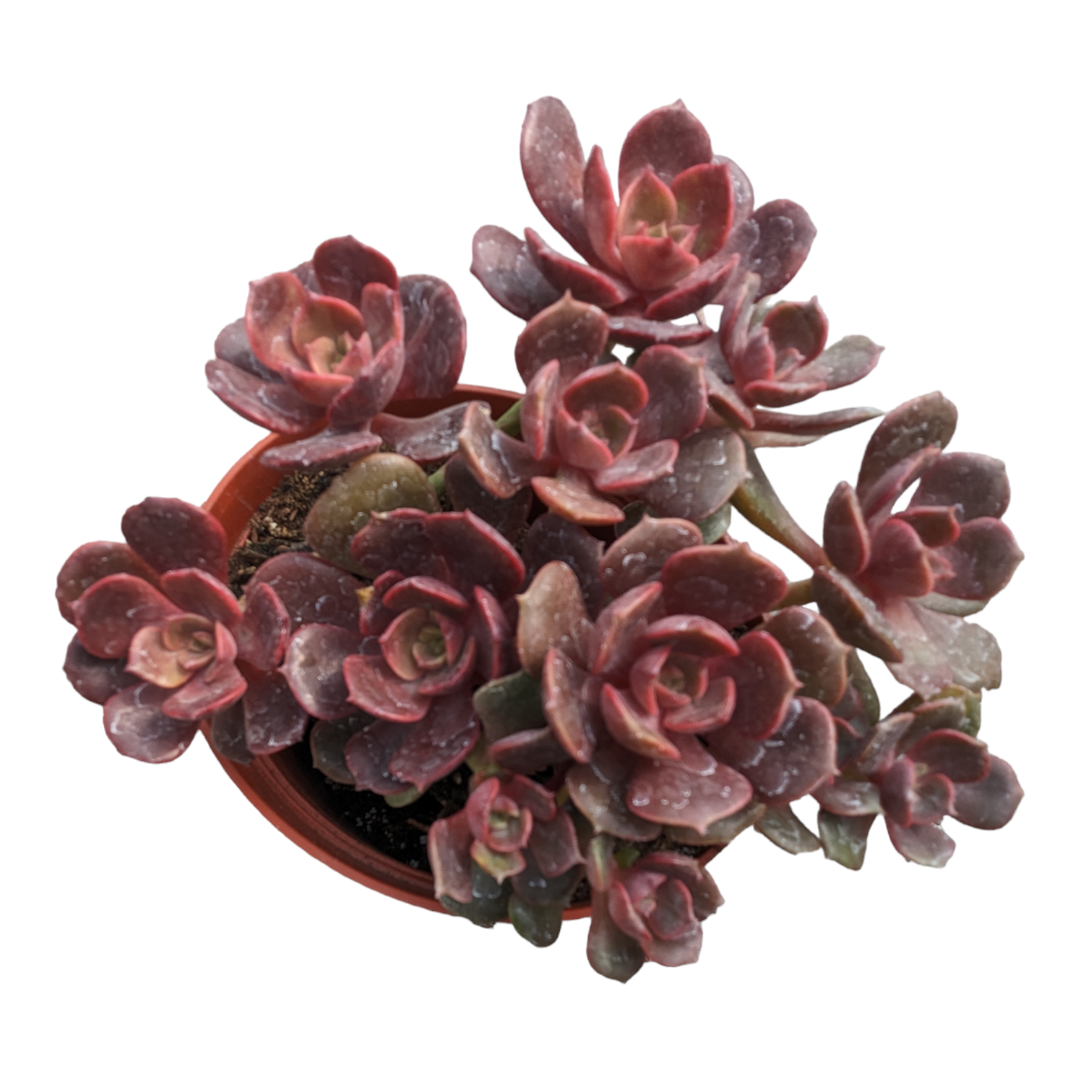 Echeveria Vampire 'Red ball'