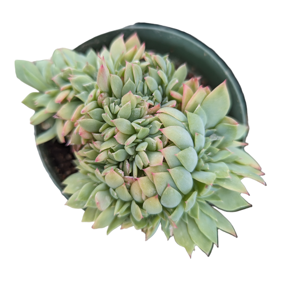 llifle succulents Echeveria Luella Crest
