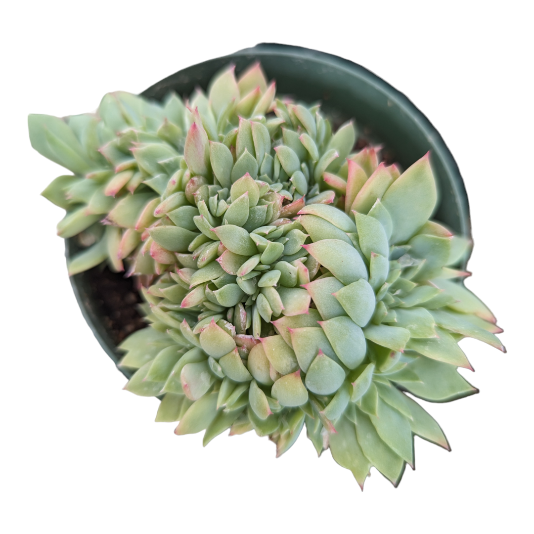 Echeveria Luella Crest