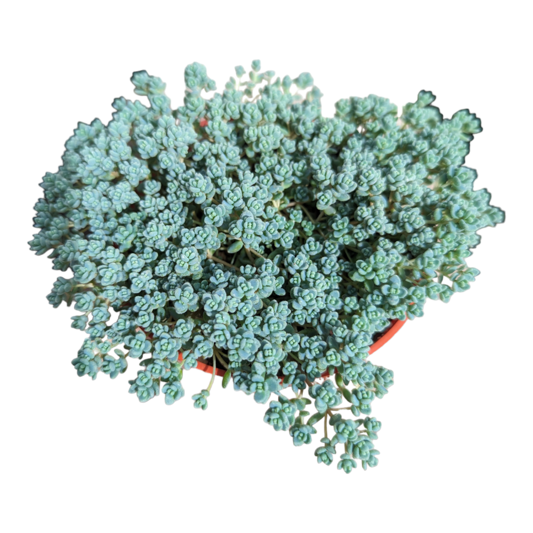 Sedum dasyphyllum Minor