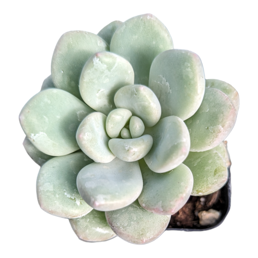 white green succulent Graptoveria White Dew