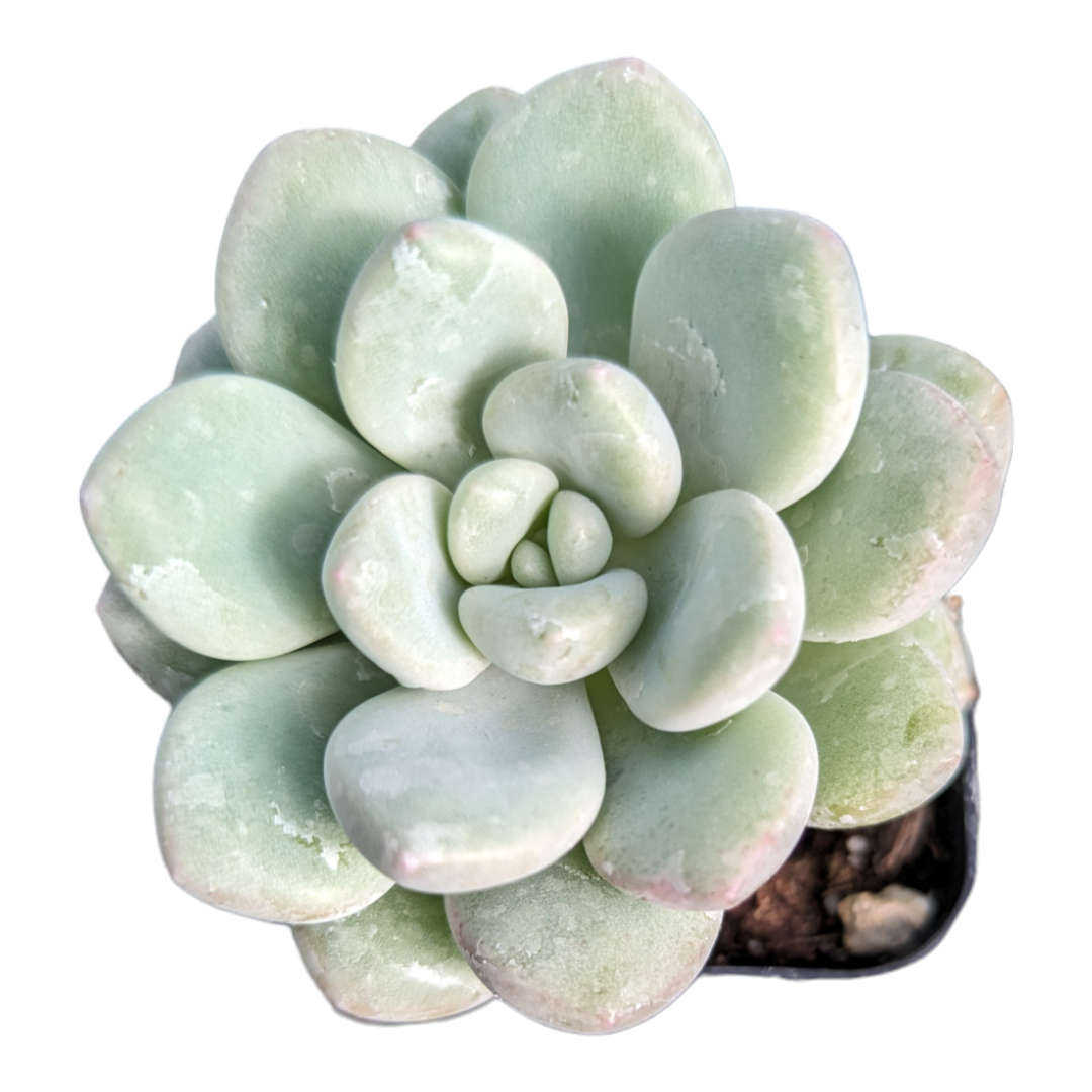 Graptoveria White Dew