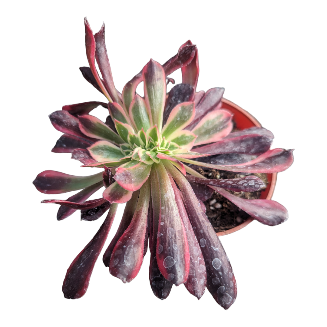 aeonium medusa succulent Aeonium Medusa Crest