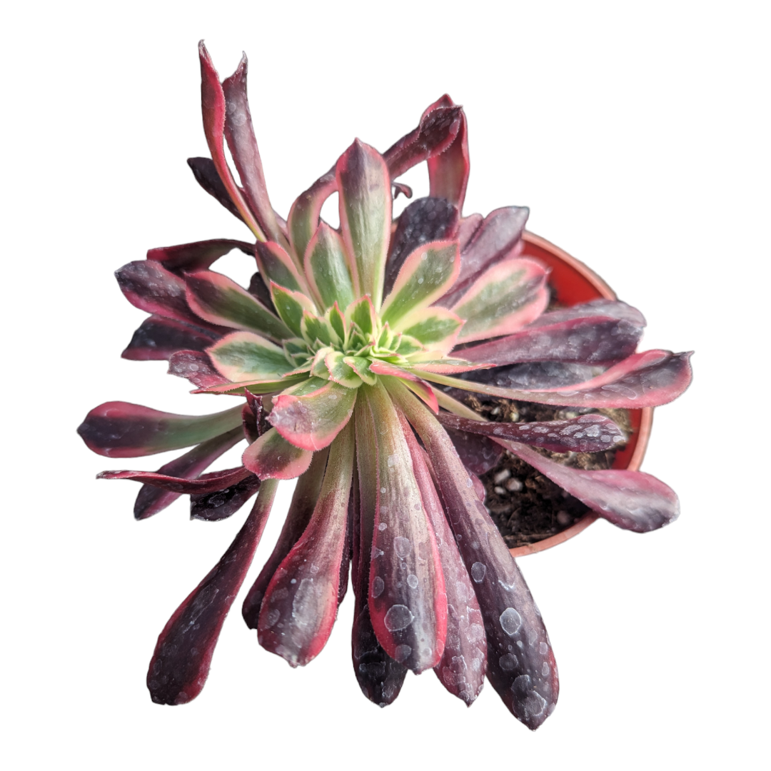 Aeonium Medusa Crest