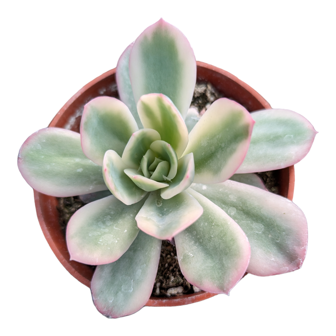 Echeveria Lemon Lime variegated