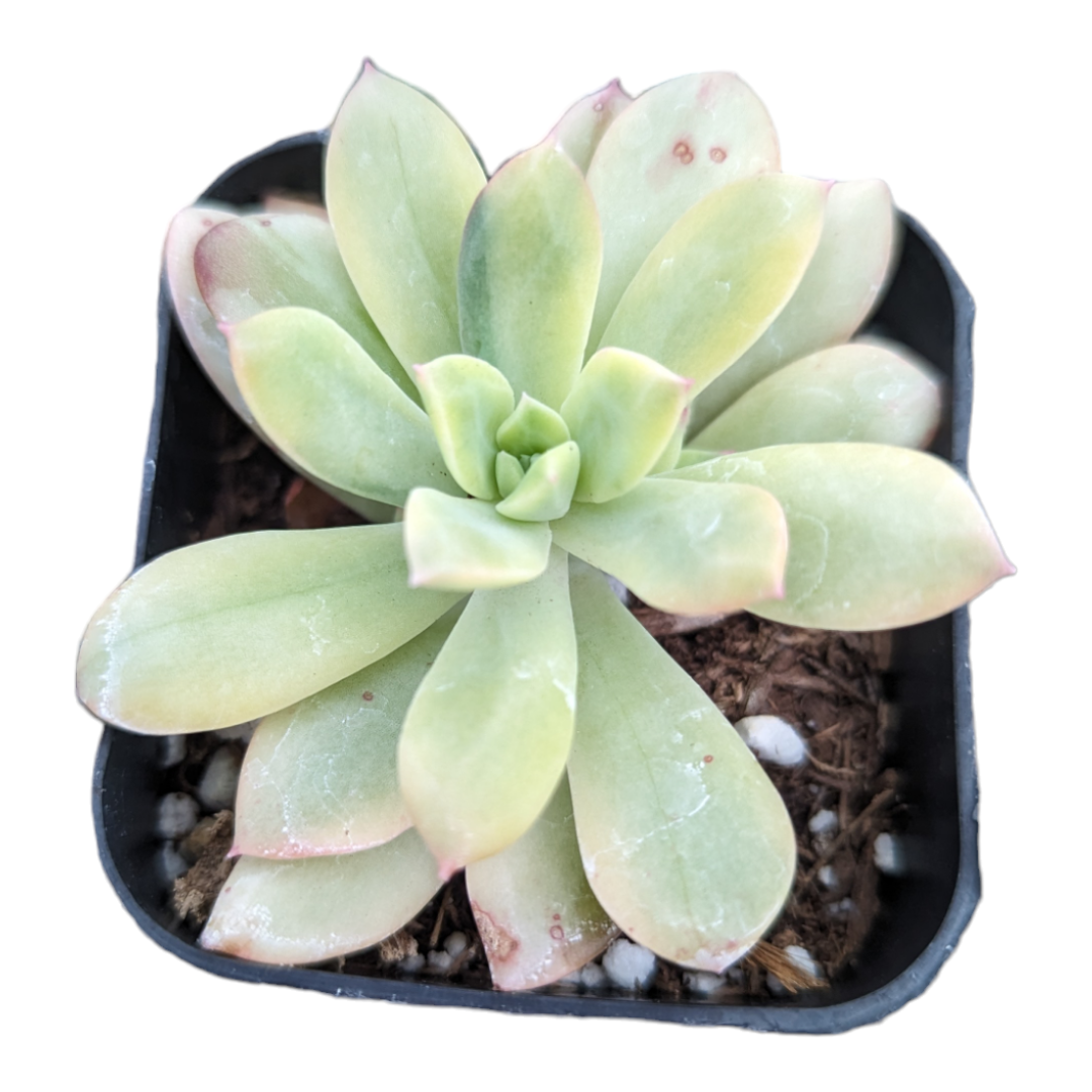 Echeveria 'Minibelle' Variegata