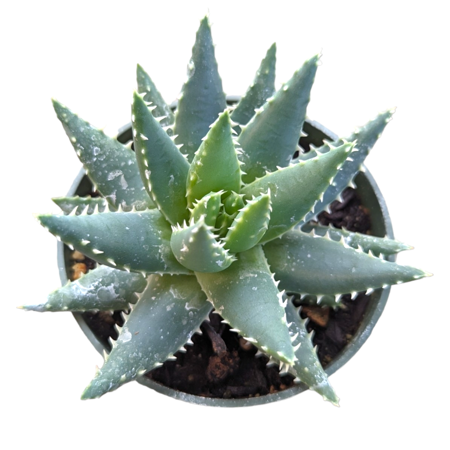 Aloe brevifolia 'Crocodile Plant'