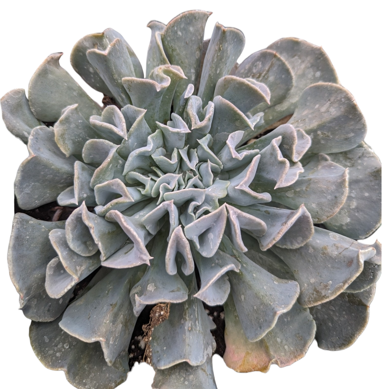 Echeveria runyonii 'Topsy Turvy'