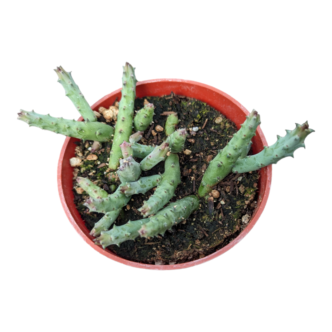 Huernia pandurata