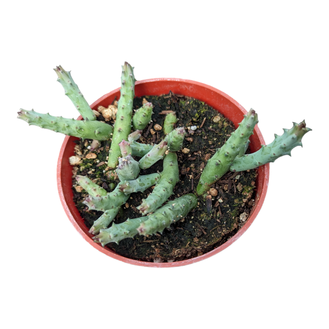 Huernia pandurata succulent cuttings in small plastic pot.