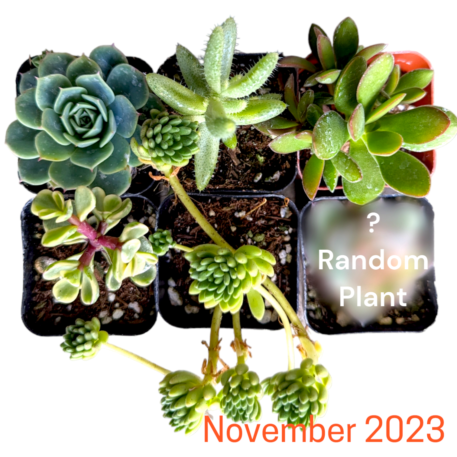 Monthly Subscription Box