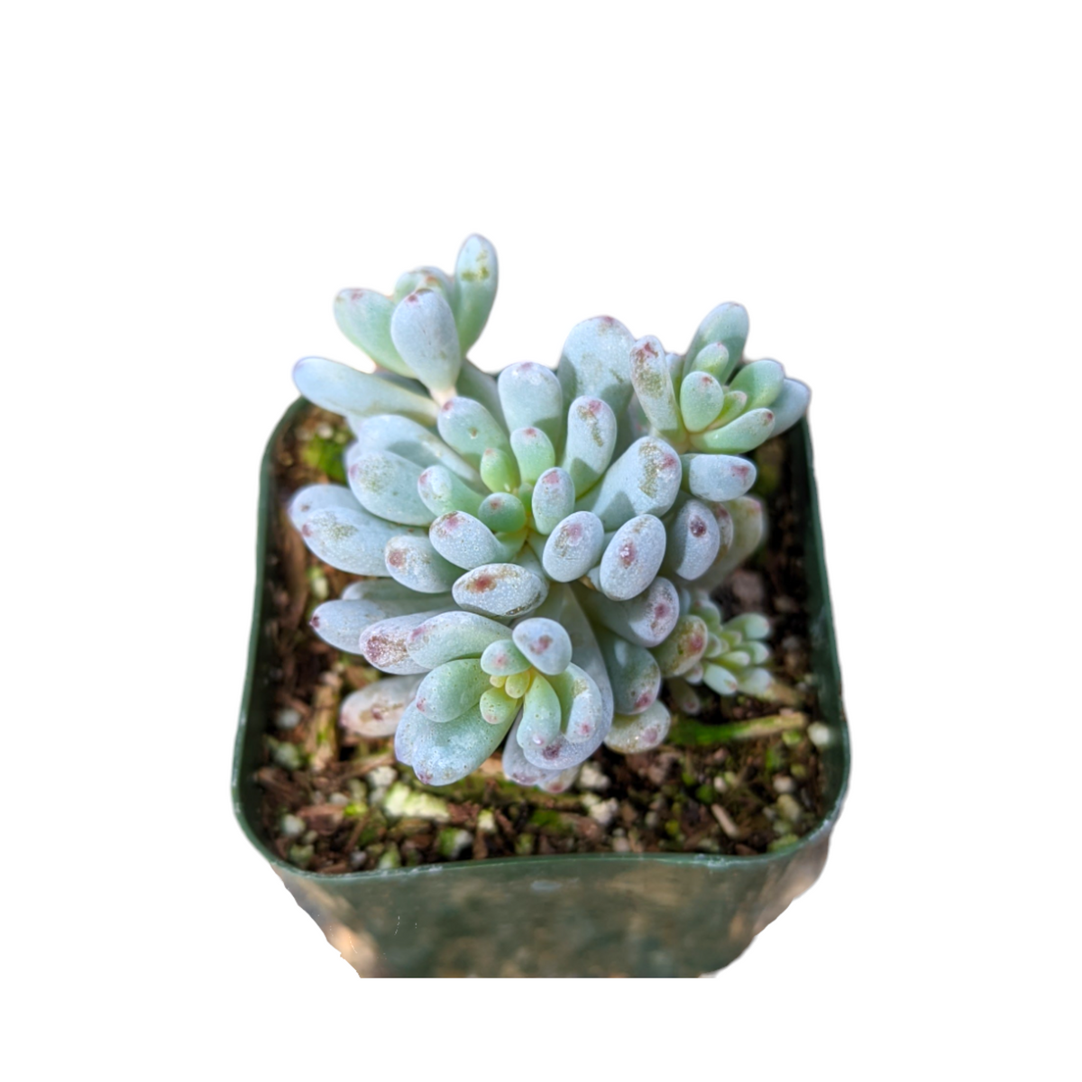 Graptopetalum pachyphyllum 'Bluebean' succulent in nursery pot.