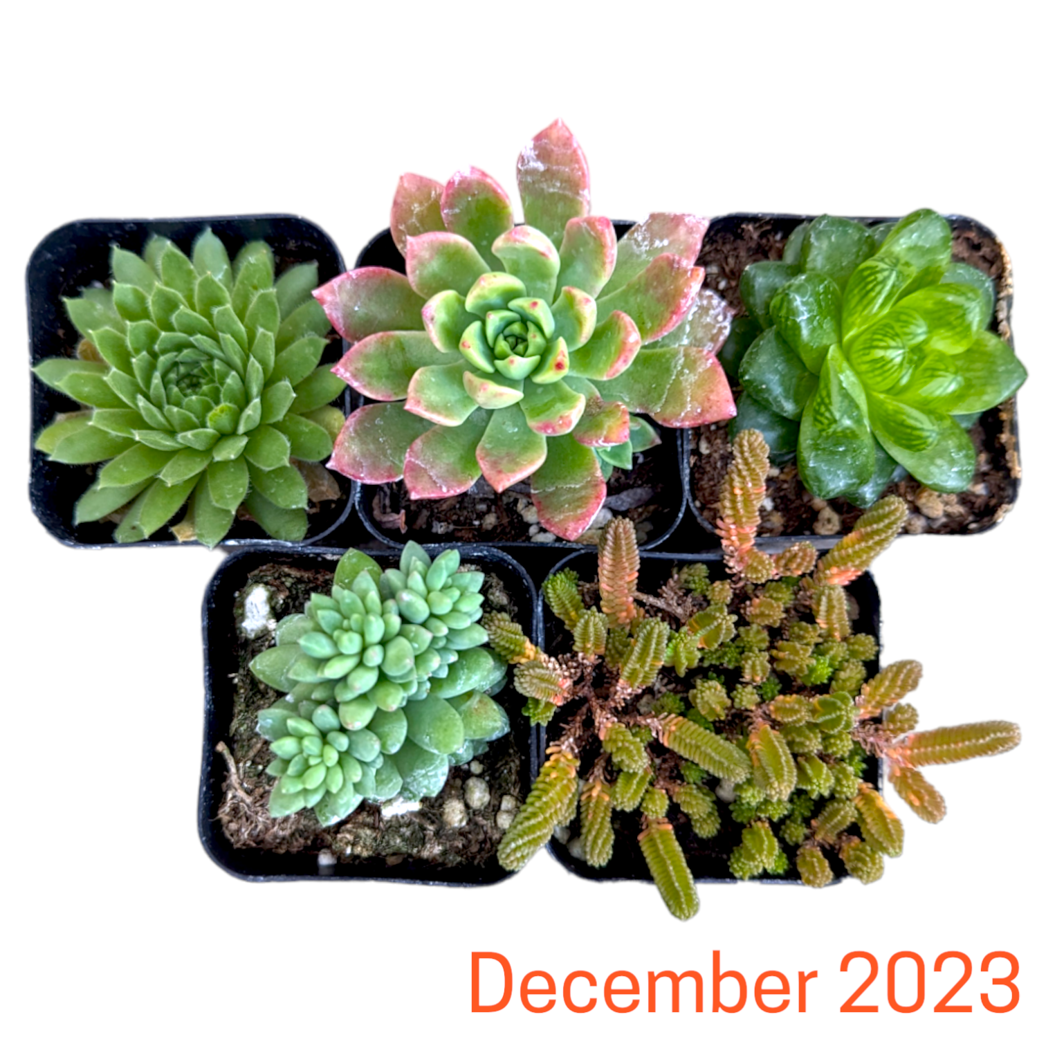 Monthly Subscription Box