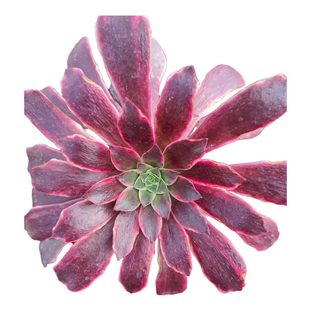 Aeonium Wedding Dress