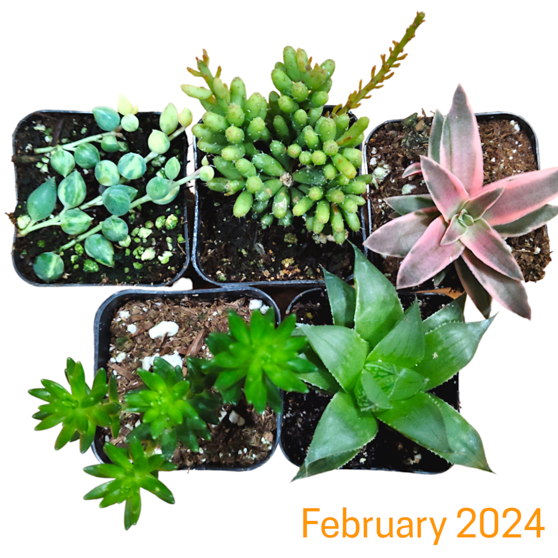 Monthly Subscription Box