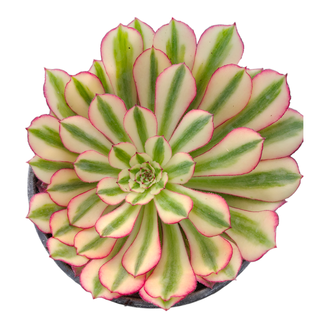 succulent deutsch Aeonium White Moonlight