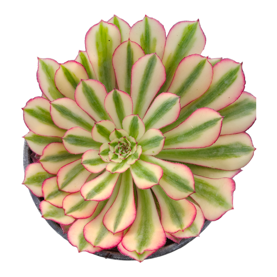 Aeonium White Moonlight