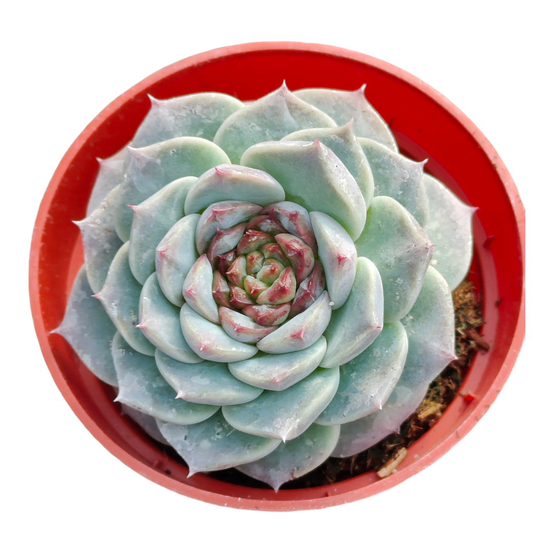 Echeveria Red Velvet