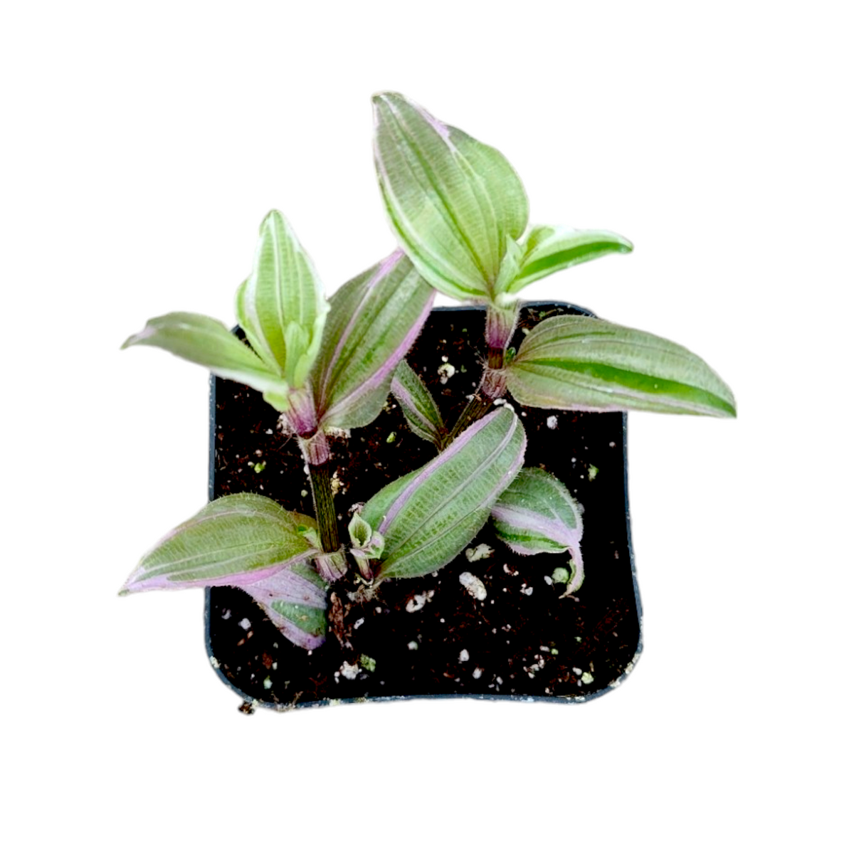 Callisia repens Pink Lady Wandering Dude in nursery pot.