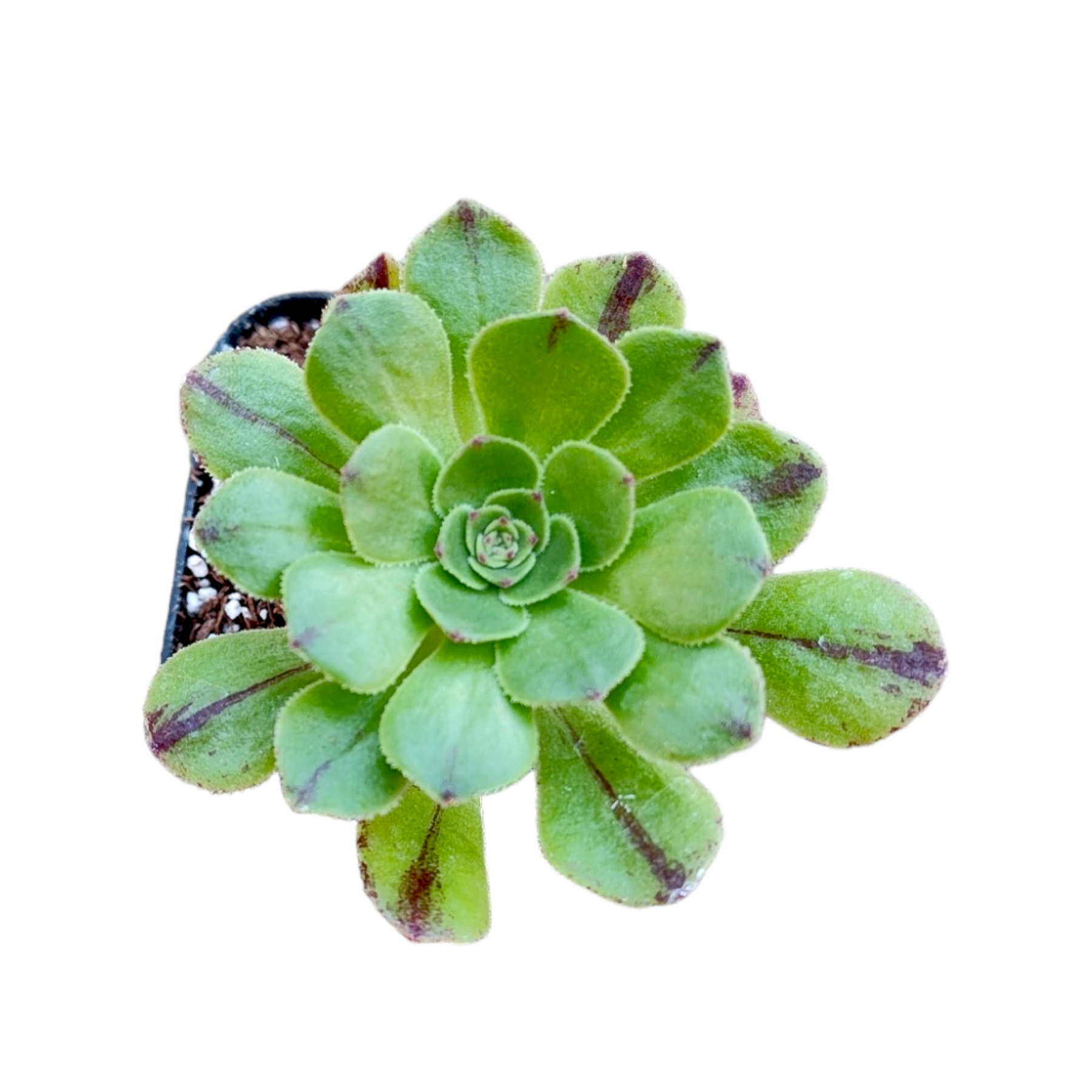 Aeonium arboreum Webb & Berthel in a black nursery pot.