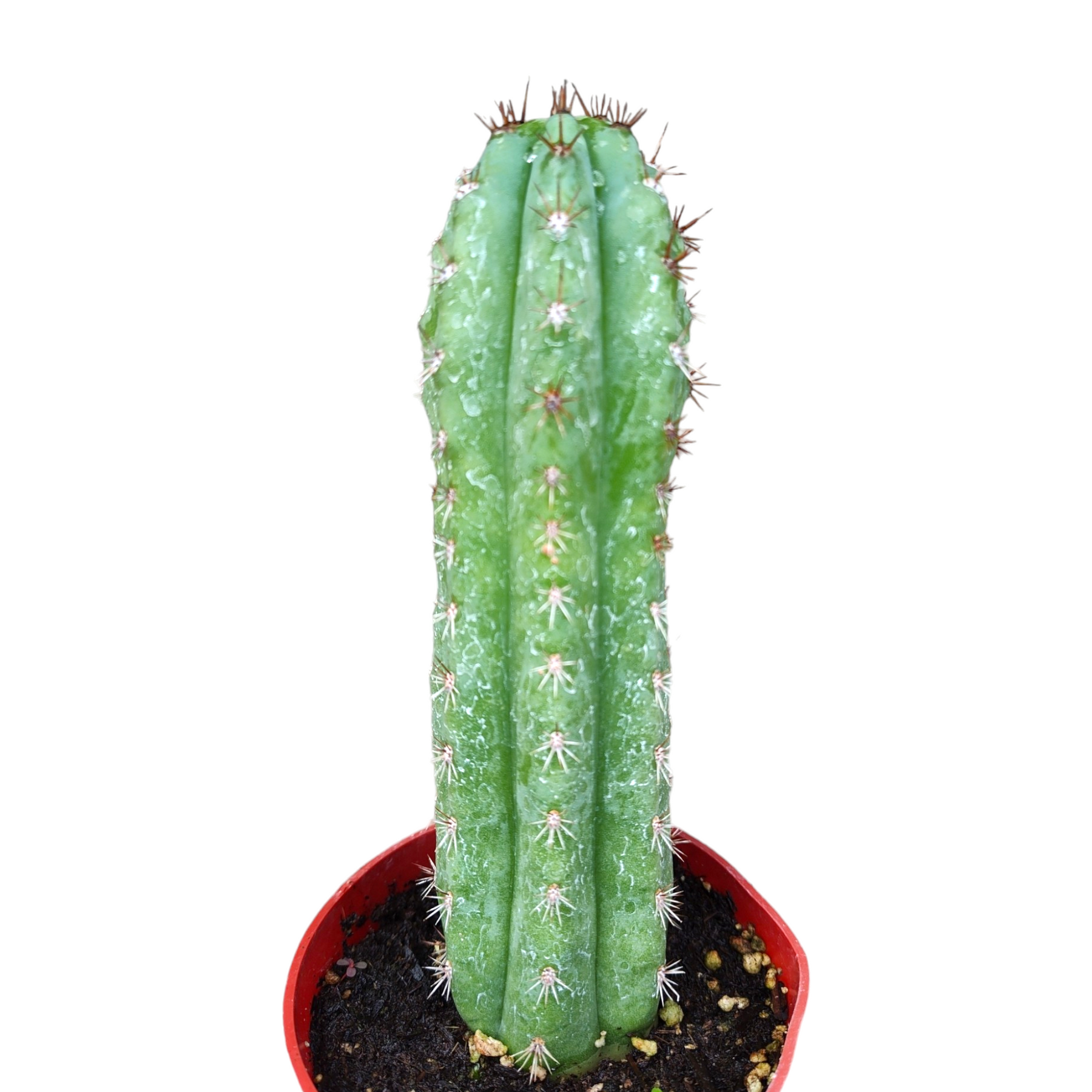 Trichocereus Pachanoi San Pedro Cactus