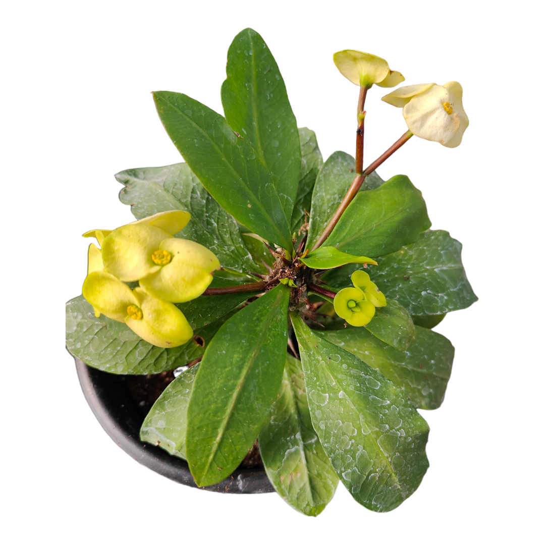 Crown of Thorns - Euphorbia milii