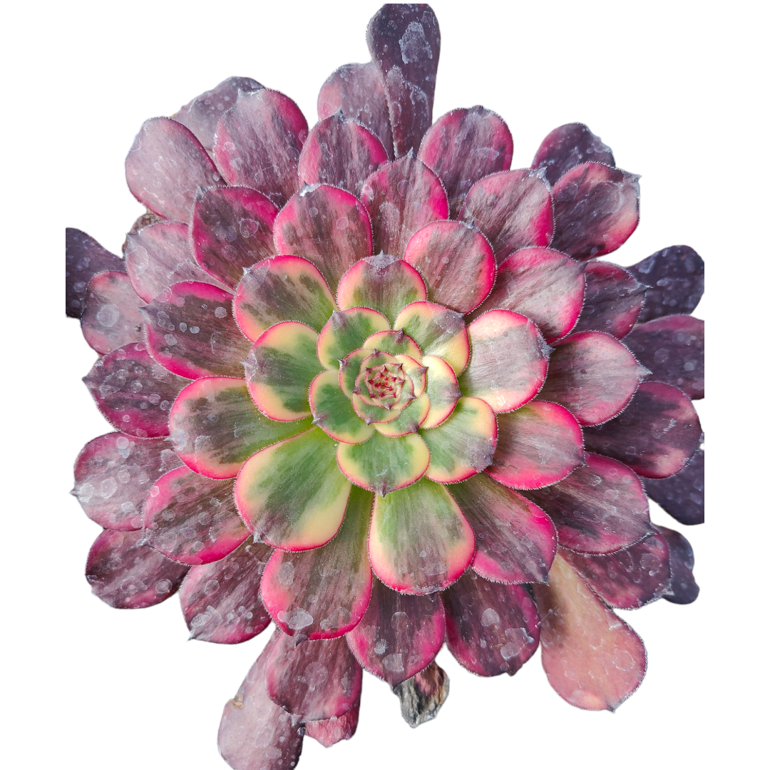 succulent king Aeonium Black King Kong