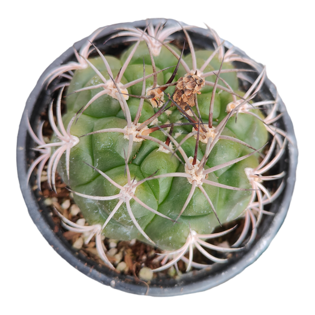 Gymnocalycium monvillei