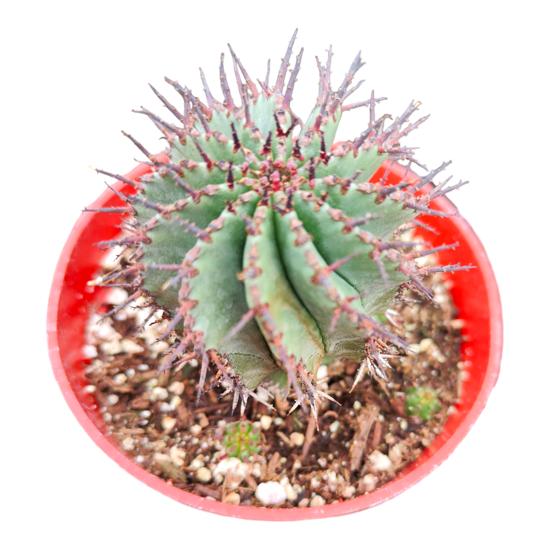 Euphorbia cereiformis